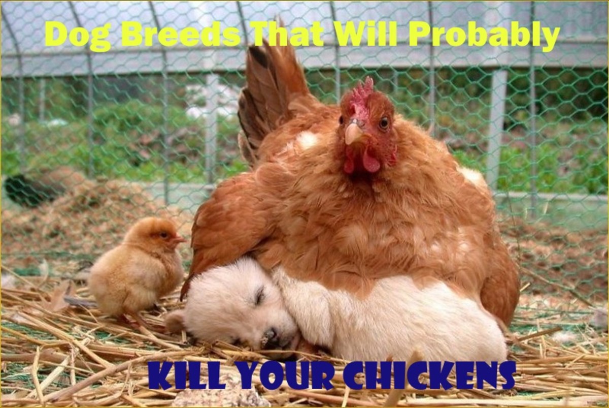 Some dog breeds will probably kill your chickens, but not this one.