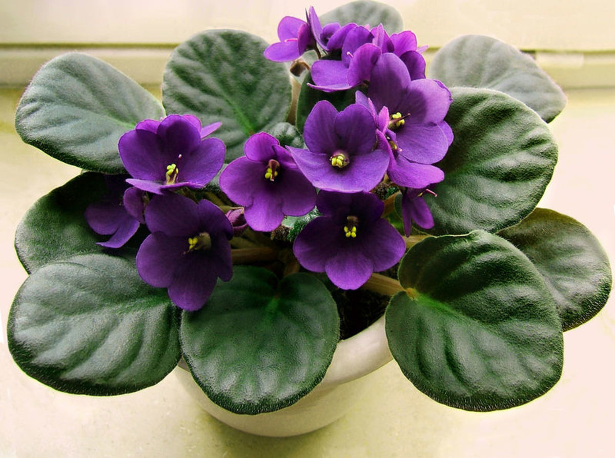 how-to-grow-african-violets