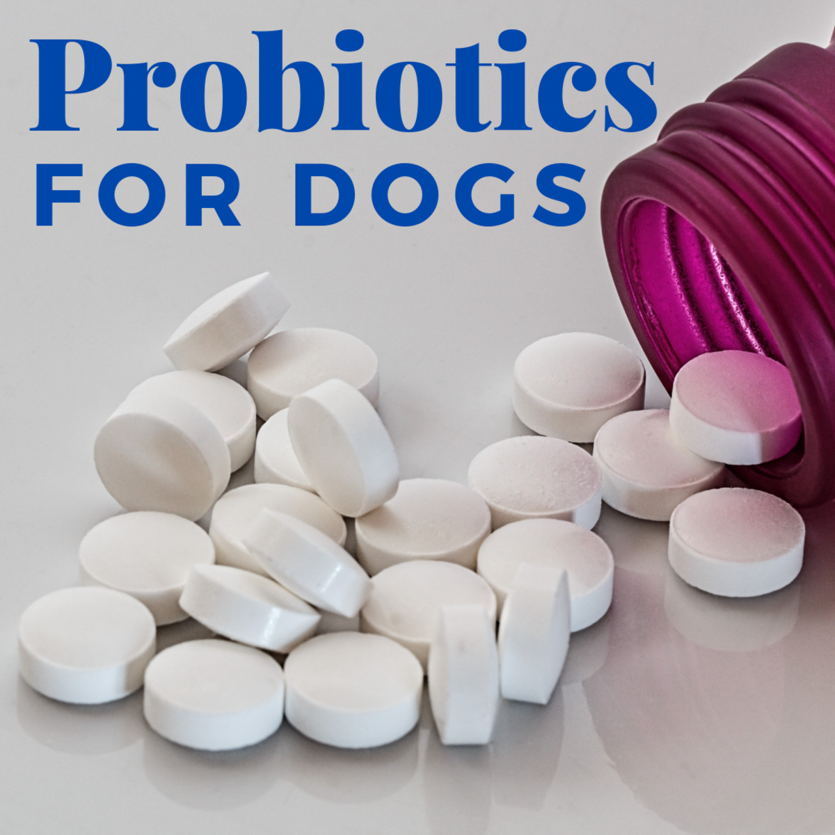 If used properly, probiotics can help promote healthy bacteria in your dog's gut. 