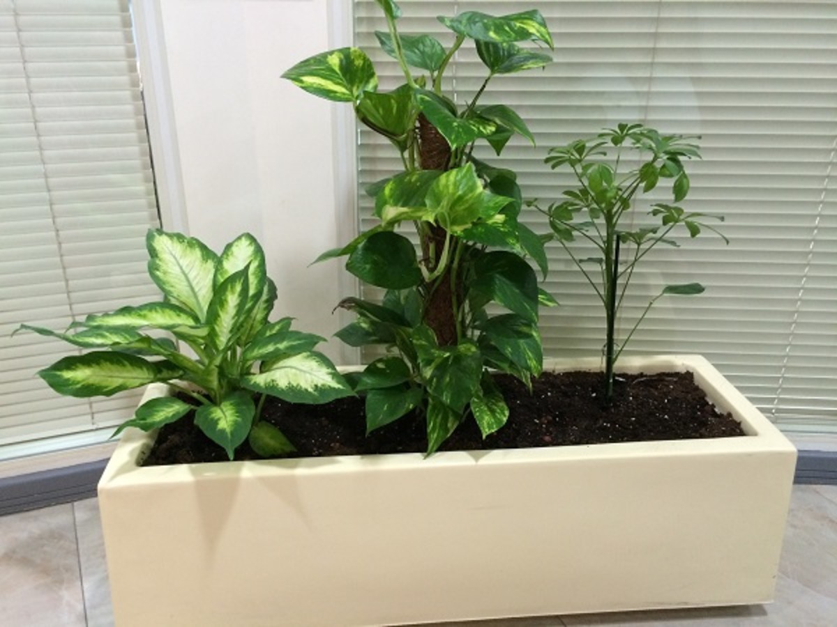 Certain plants are particularly good at removing harmful pollutants from the air.