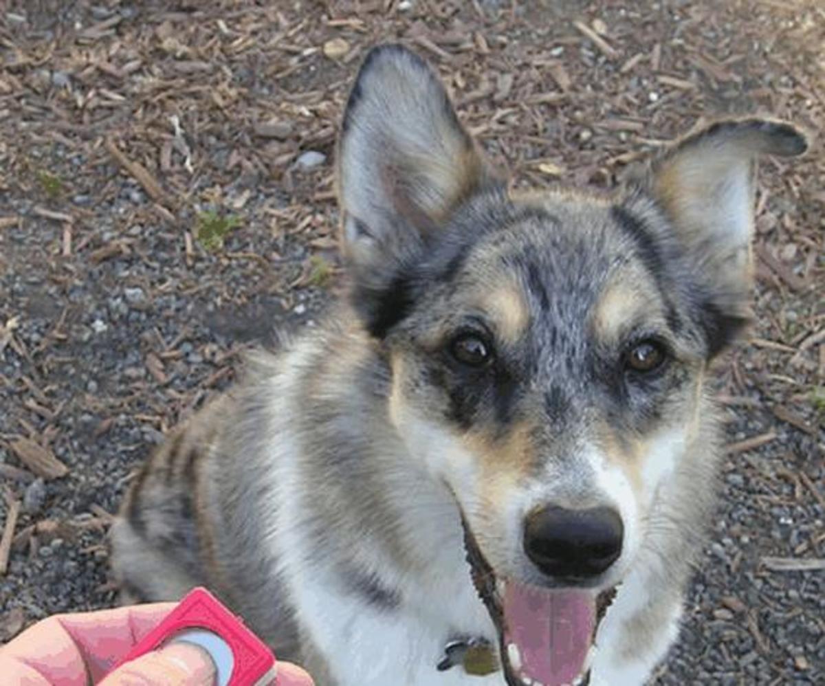 This bright, happy expression is often seen in dogs who are clicker trained.