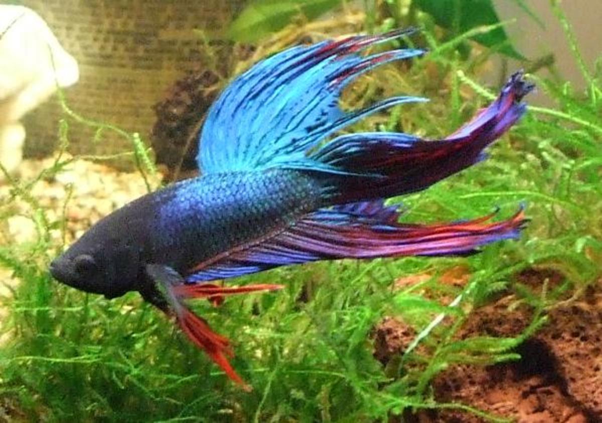 Bettas may rest at the bottom of their tank.