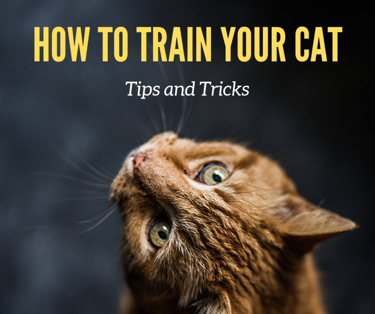 Learn how to teach a cat to do tricks.