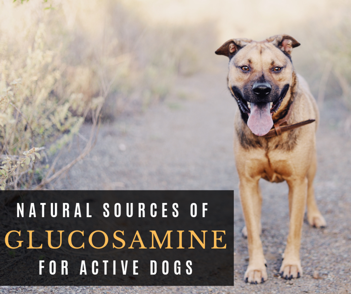 Foods High in Glucosamine for Dogs: Chicken Feet, Beef Tracheas, and More