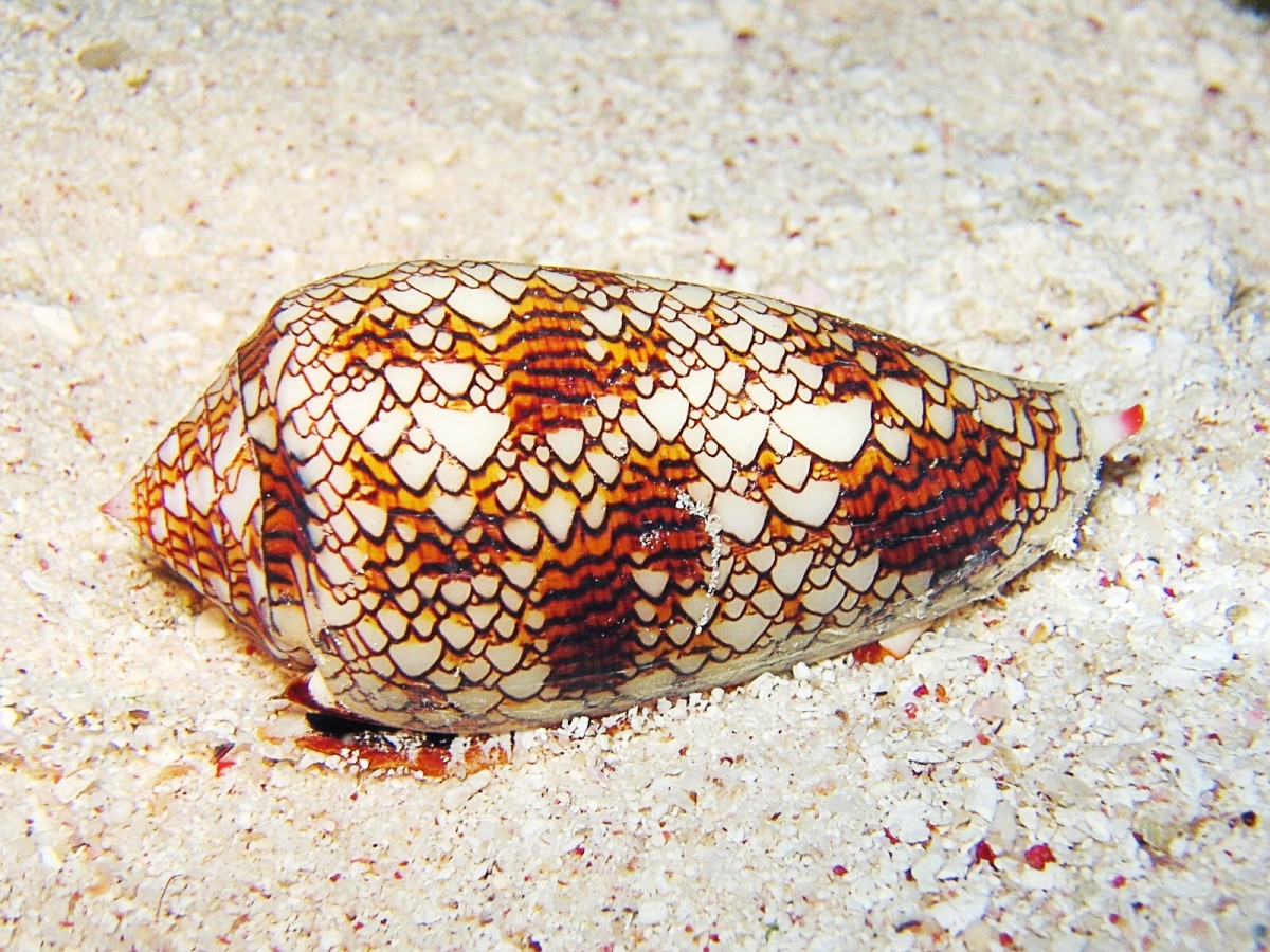 A textile cone snail (Conus textile)
