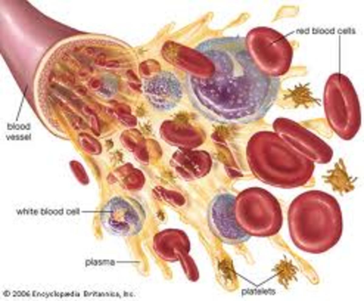 The Basics of Blood and Blood Typing