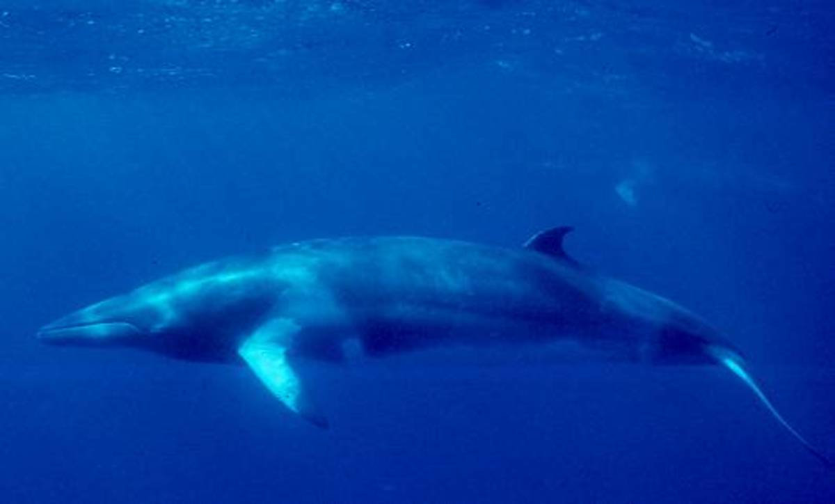 A minke whale. 