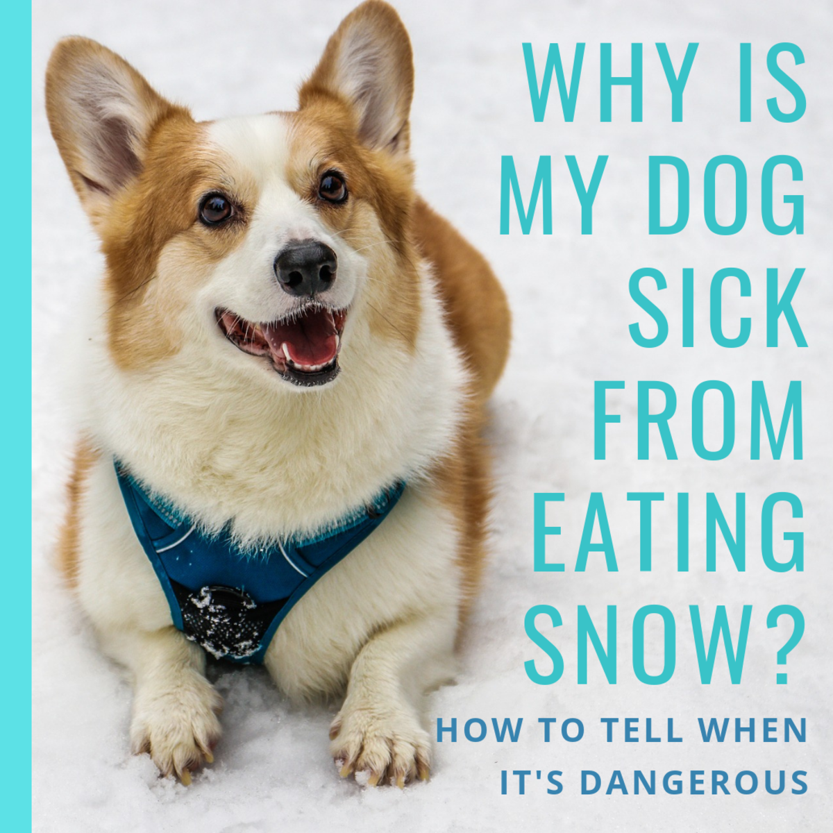 Learn why dogs like to eat snow, why they can get sick from it, and how eating snow can be dangerous. 