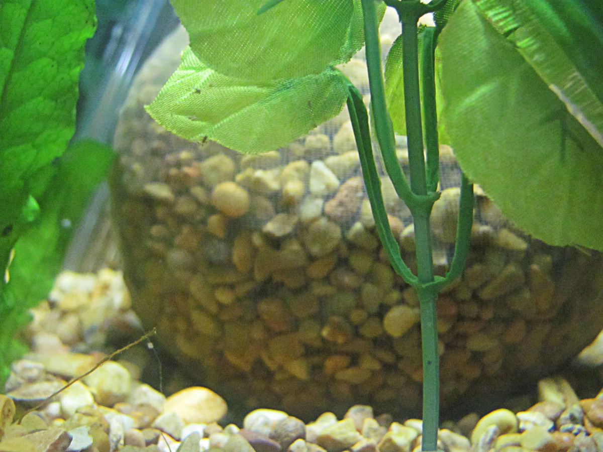 There are several methods you can use to change out the gravel in your aquarium. This photo shows the "seeding gravel" method, which makes use of nylons to culture new gravel in the tank.