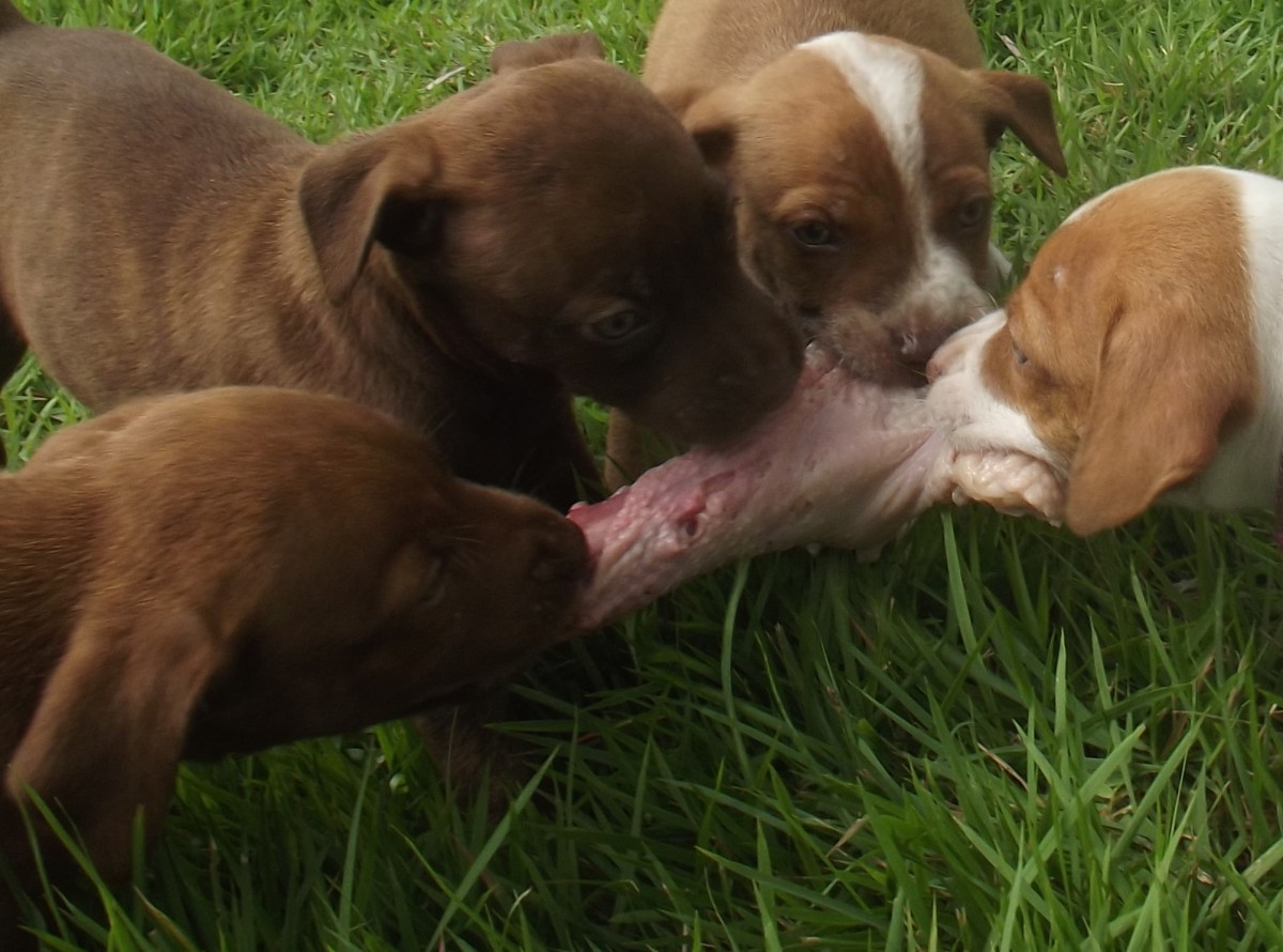 If feeding more than one puppy, make sure there are plenty of chicken necks available.