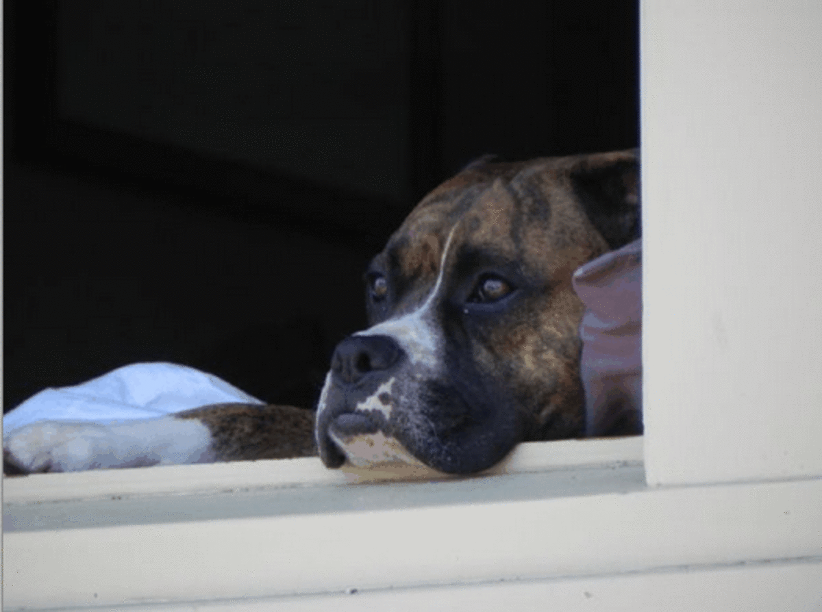 Dog Separation Anxiety Solutions and Management