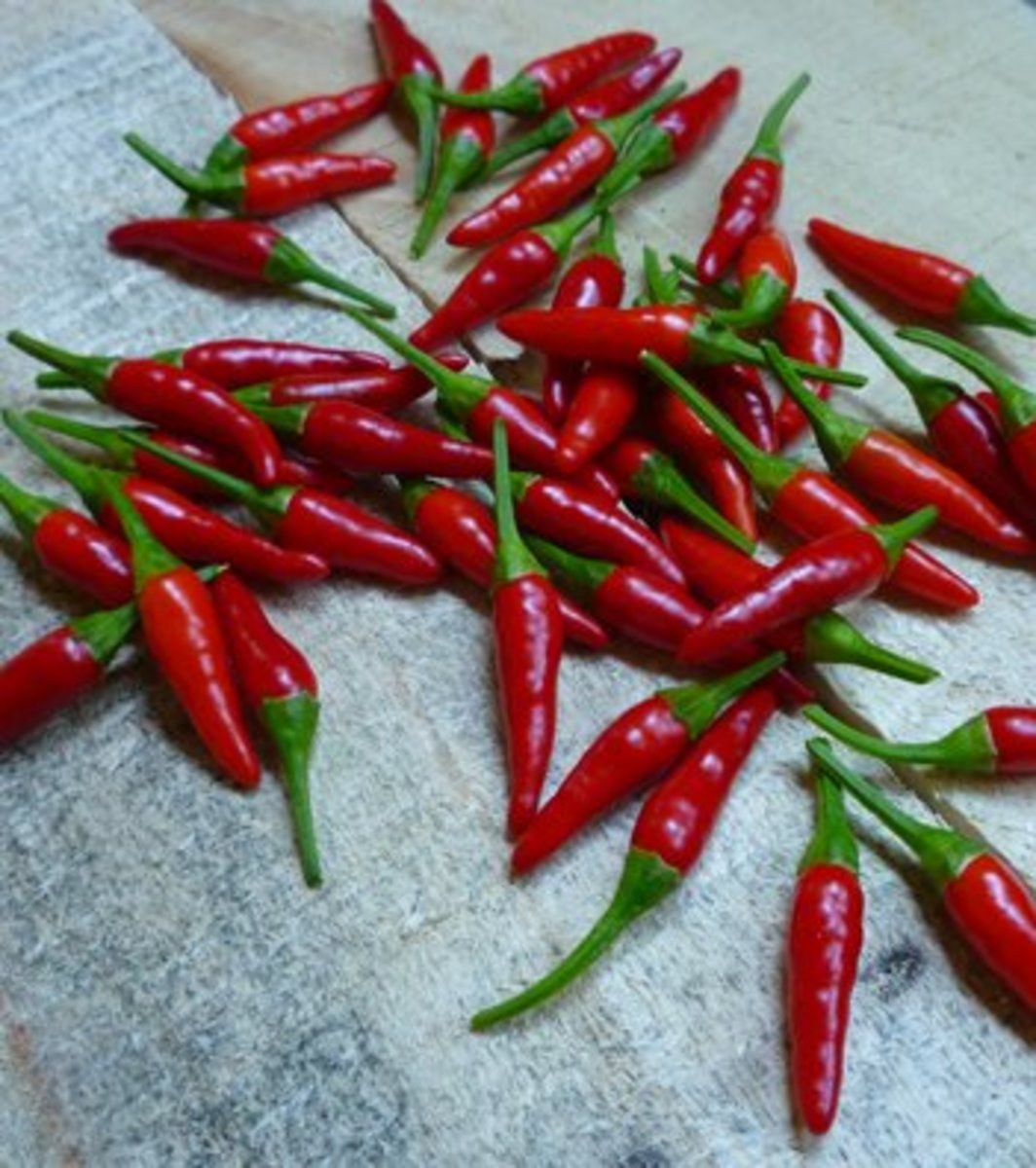 How to Grow Pequin Peppers
