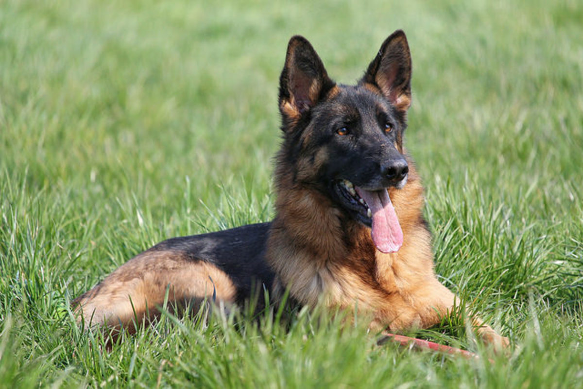 The heroic German Shepherd Dog.