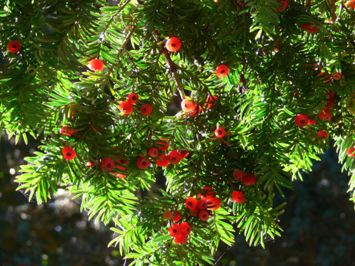 Top 10 Poisonous Plants Dengarden