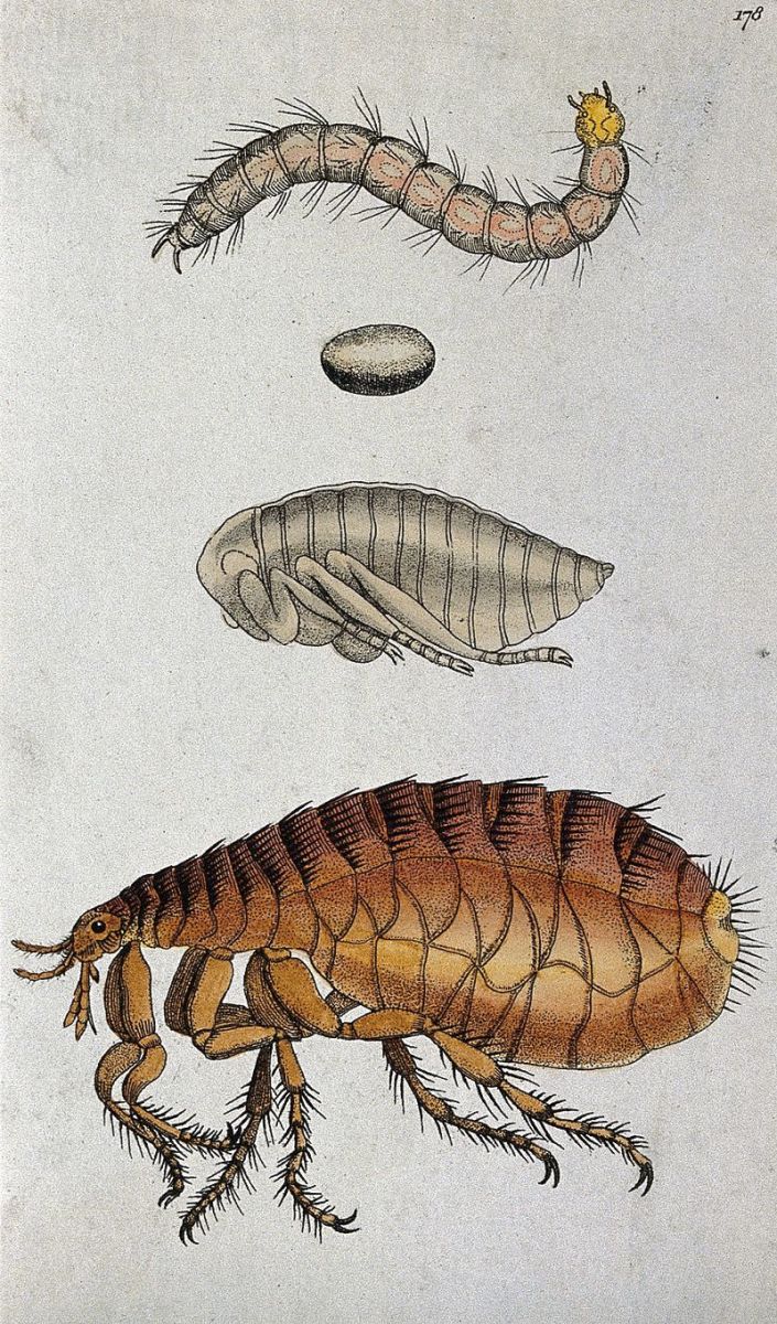 The life cycle of the flea.