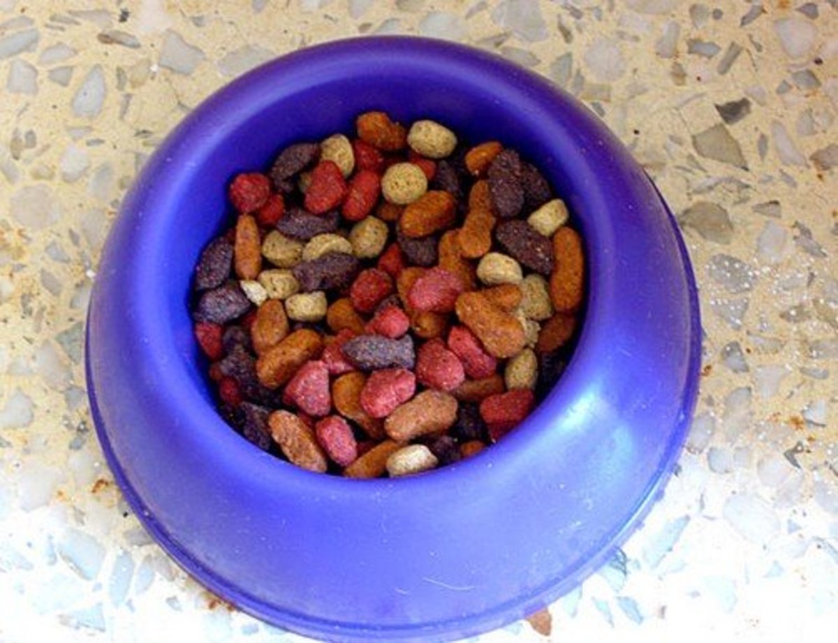 What Happens If A Cat Eats Dog Food