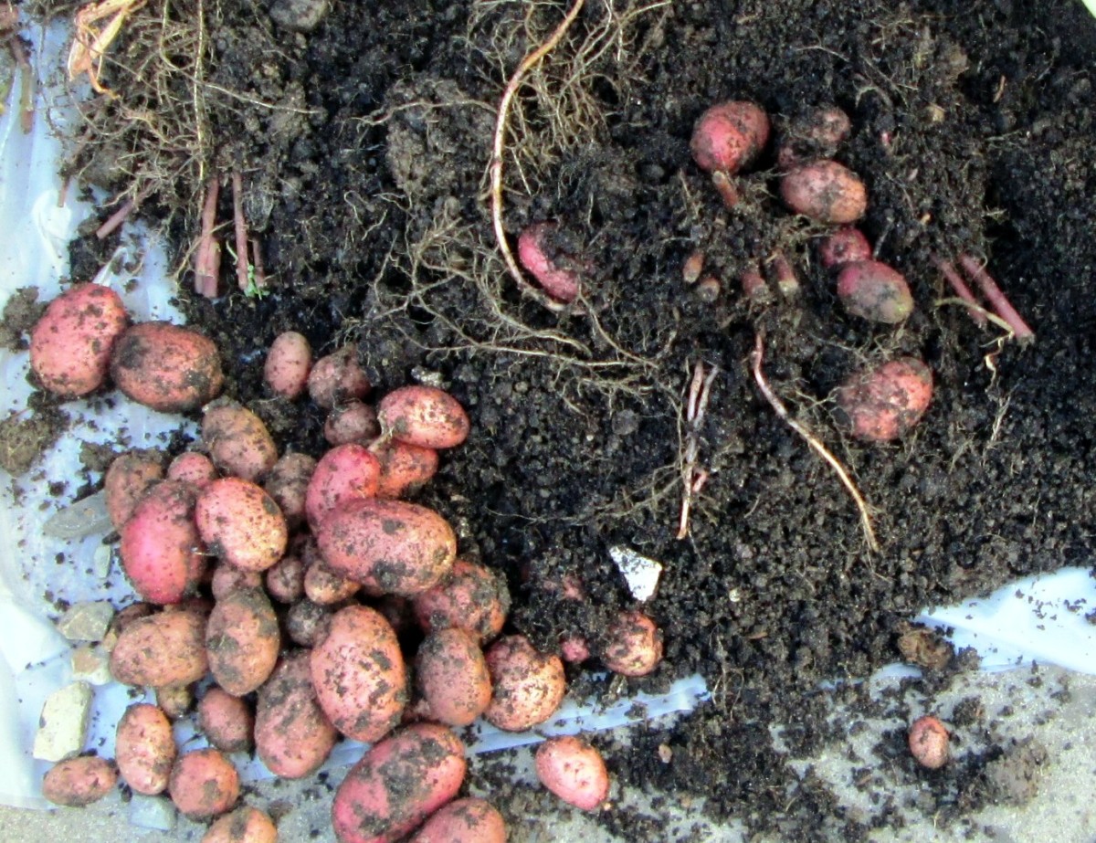 When to Harvest Potatoes 