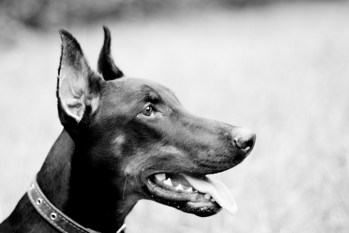 Sable is a great name for an elegant, tough canine. 