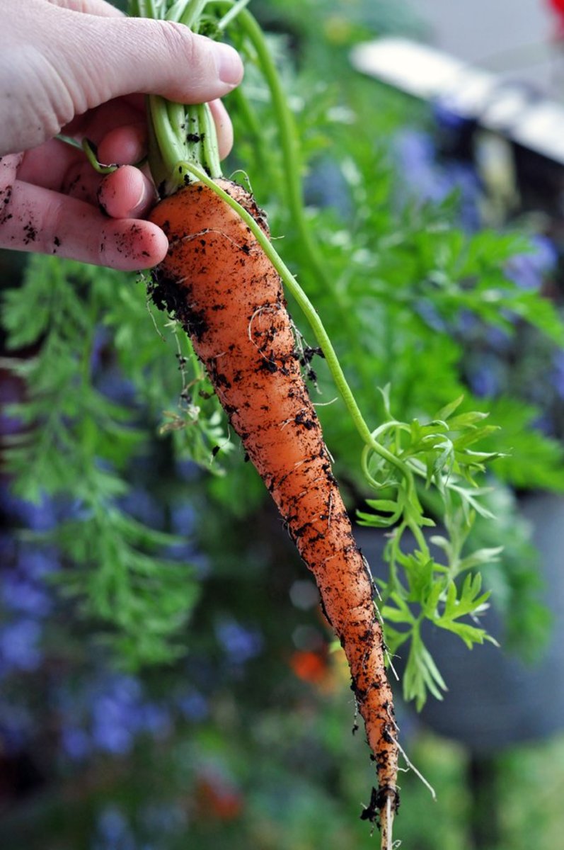 A beautiful carrot grown in a container on a balcony.