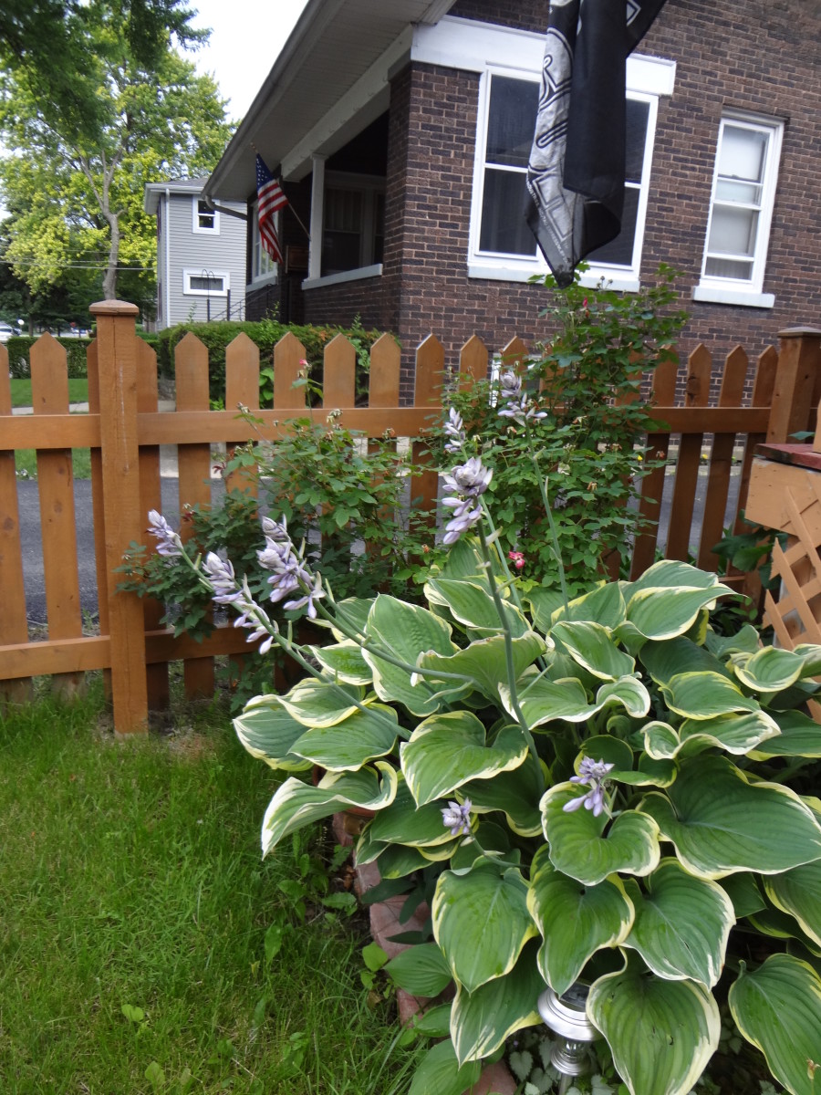 Hostas in the front yard border. Add hostas to your shade garden and follow these tips on hosta care.