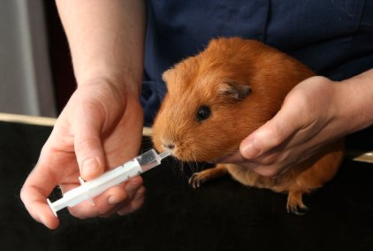 Guinea pig illness store symptoms