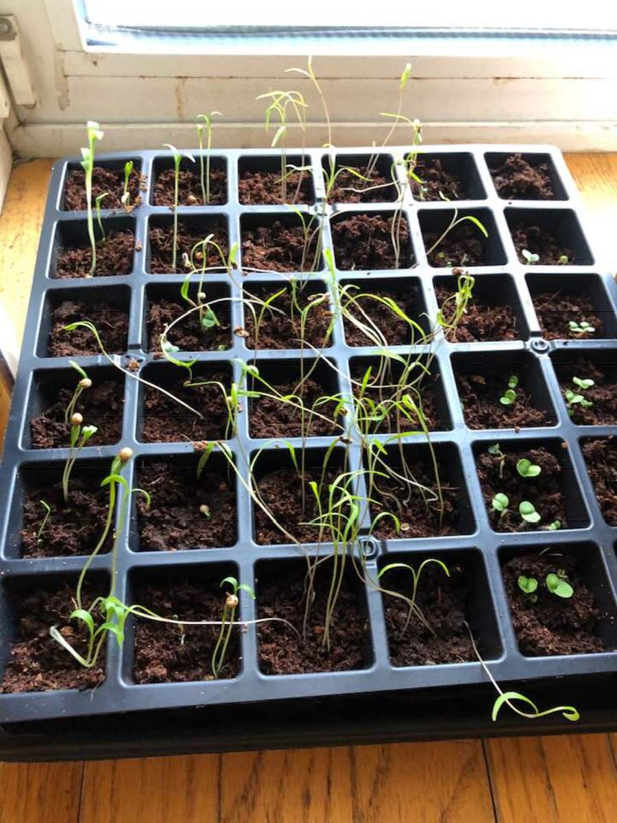Seedlings can rapidly become spindly and leggy if they don't get enough light. Try and keep as close to a window as possible. Ideally place them on the window sill.