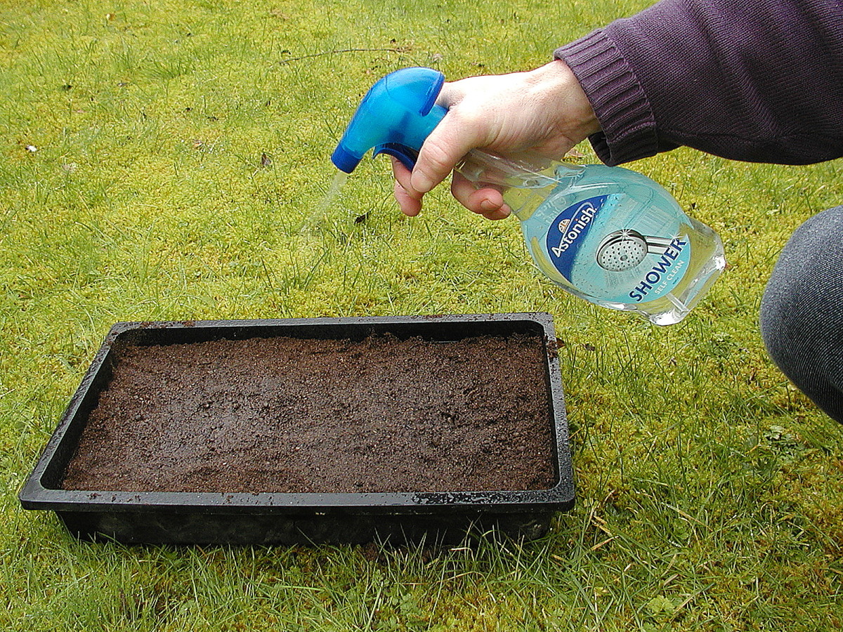 Wet the surface of the soil with a mister. Mine was recycled and cleaned thoroughly.