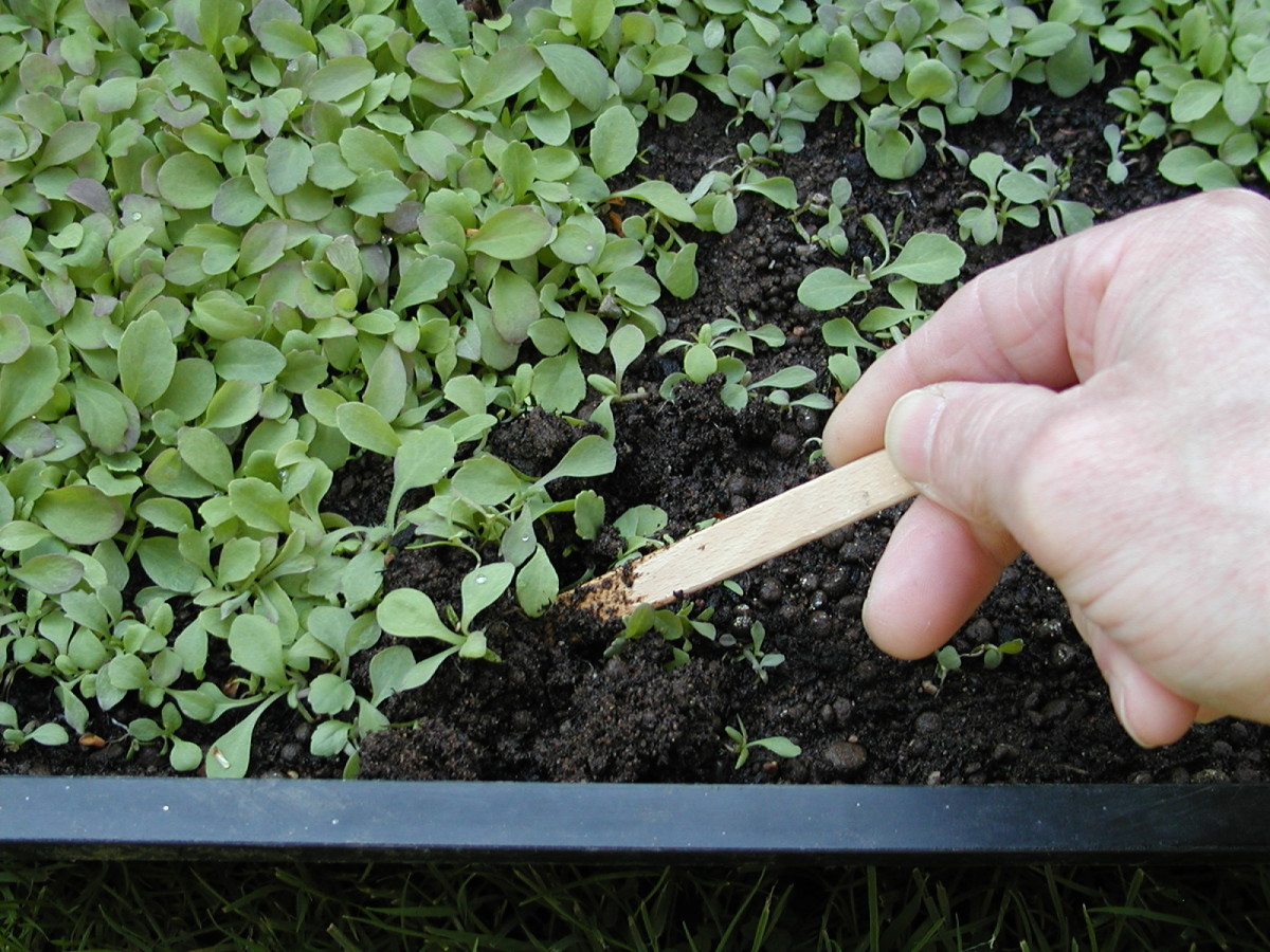 Tease out the seedlings. Pull sideways to disentangle the roots, rather than upwards which can snap the stems.