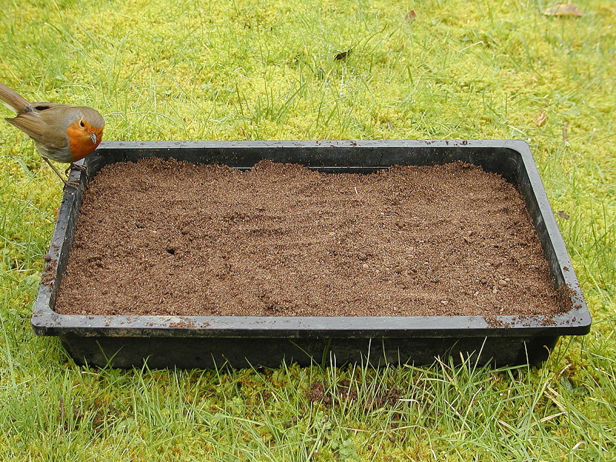 The seed tray doesn't need to be totally filled because seedlings will eventually be transplanted.