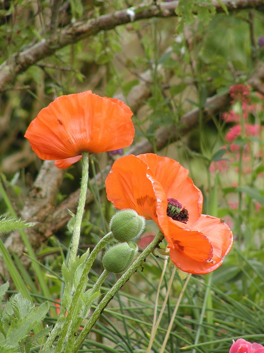 The poppies I sowed earlier in the year.