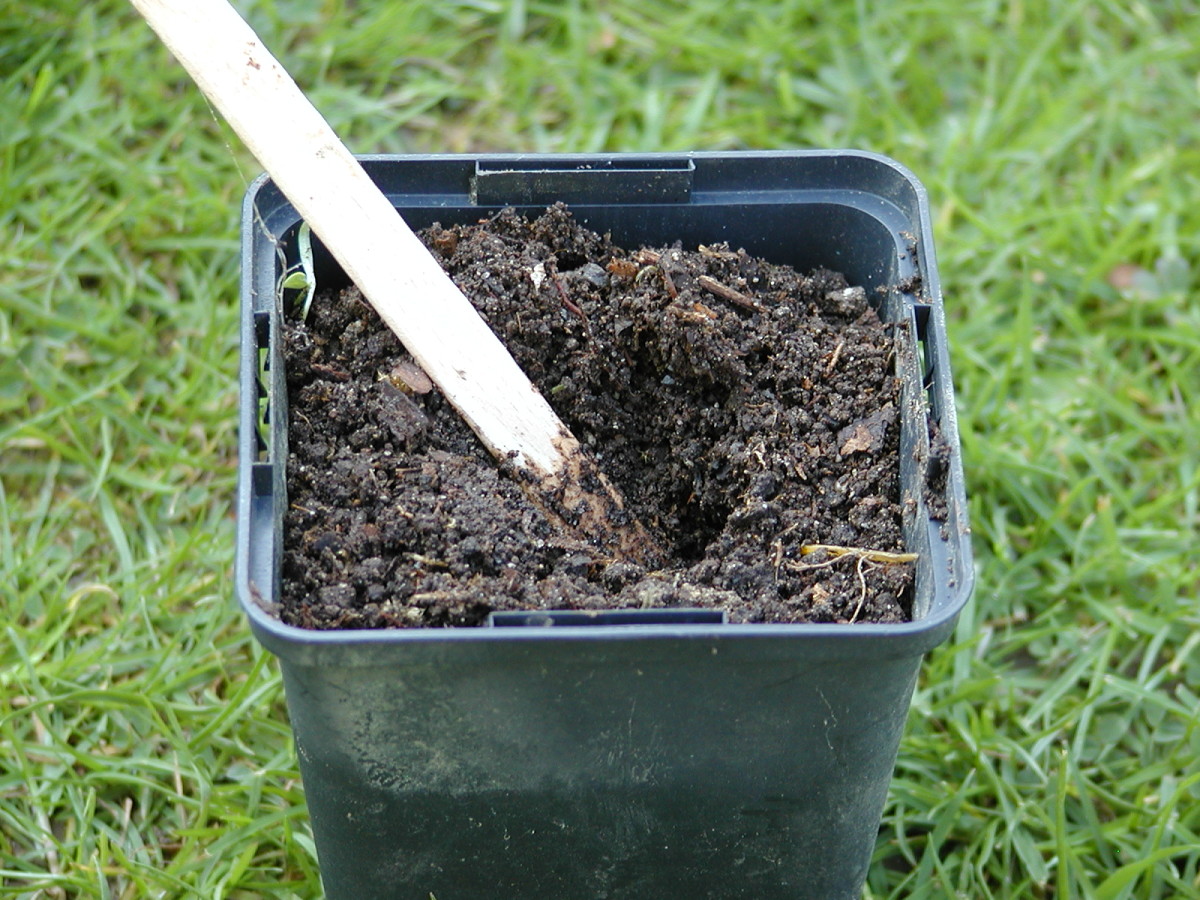 Make a hollow in the compost.