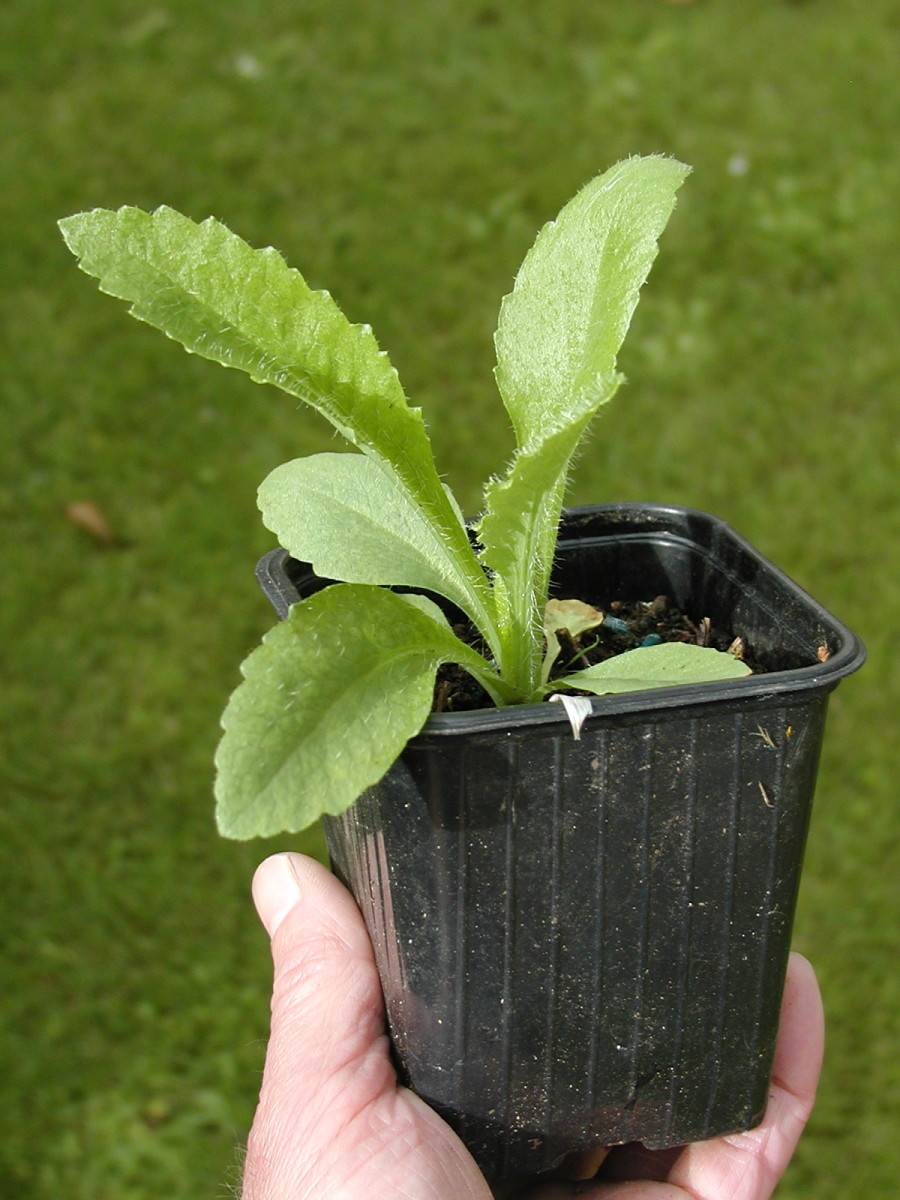 3 months since my poppy seeds were sown, plants have reached this size.