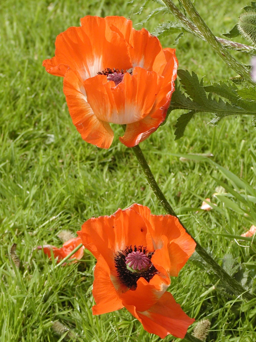 Oriental poppies: I harvested seeds from these in the late summer.