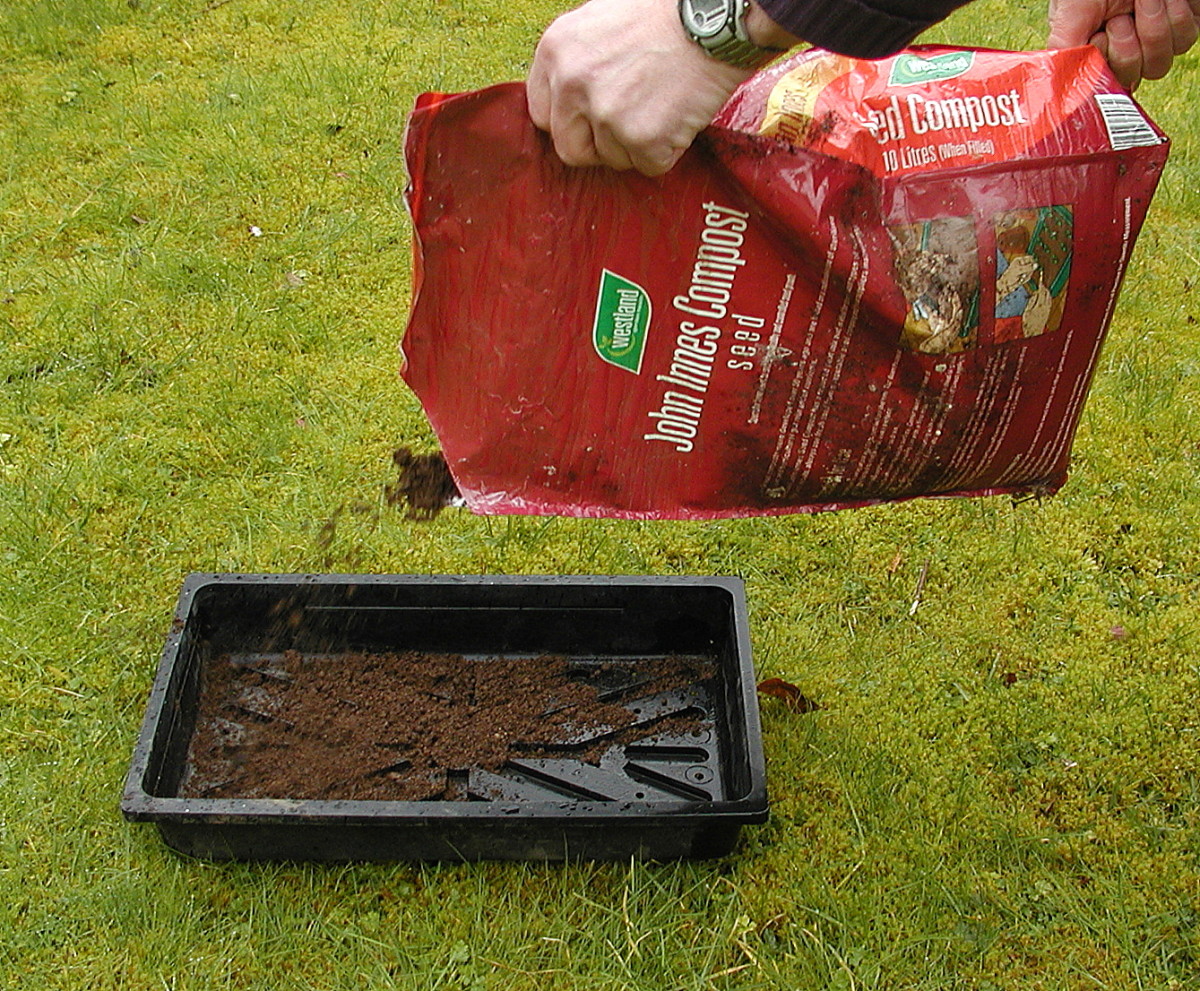 Fill the seed tray with seed compost.