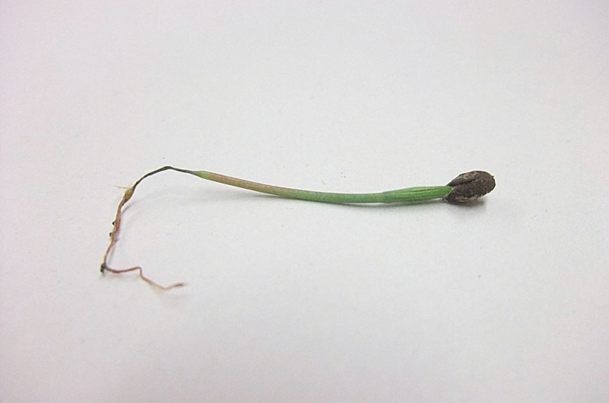 Seedling with damping off disease. The root and lower stem have shriveled.