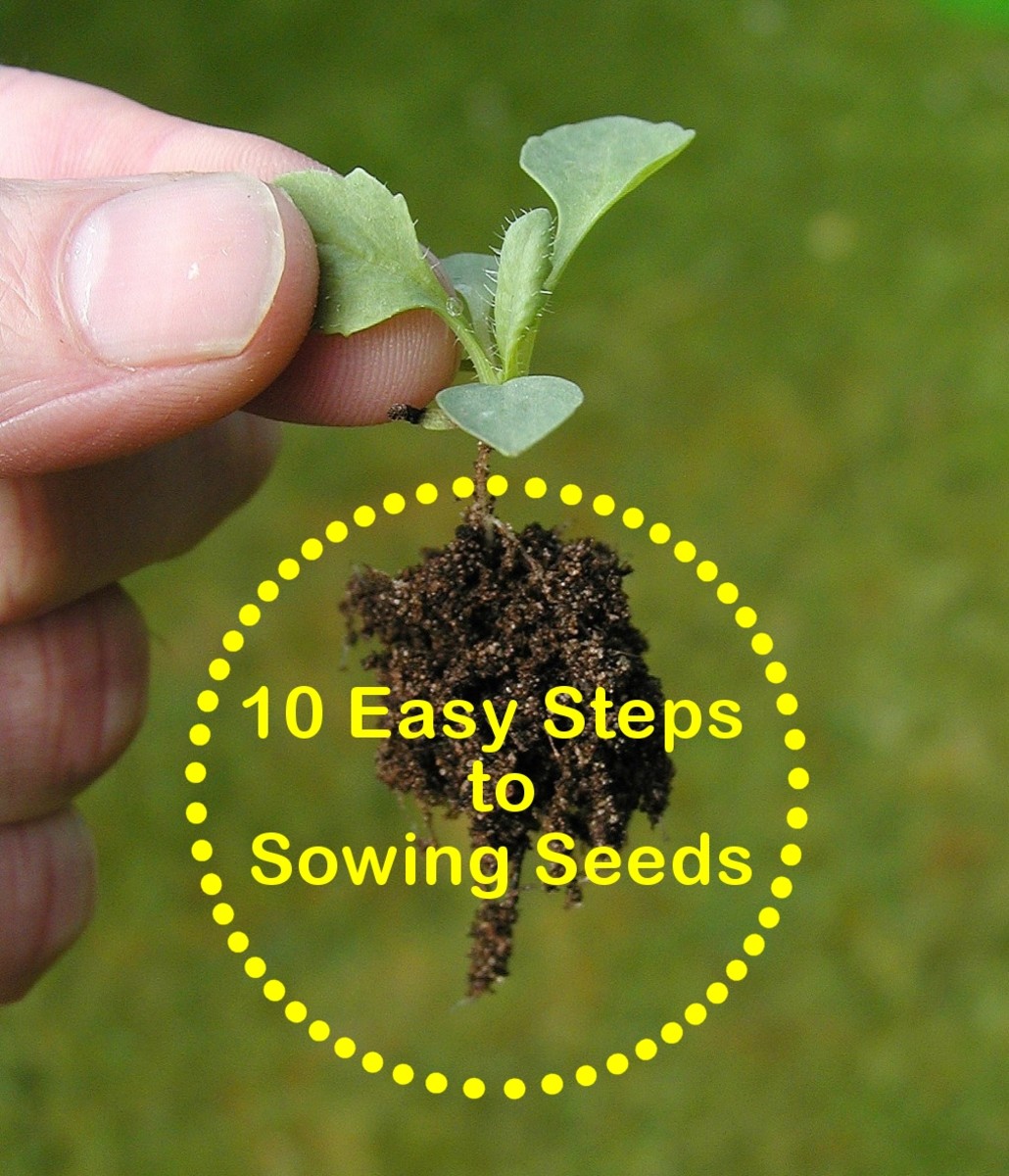 Gardening For Beginners 10 Easy Steps To Sowing Seeds Dengarden