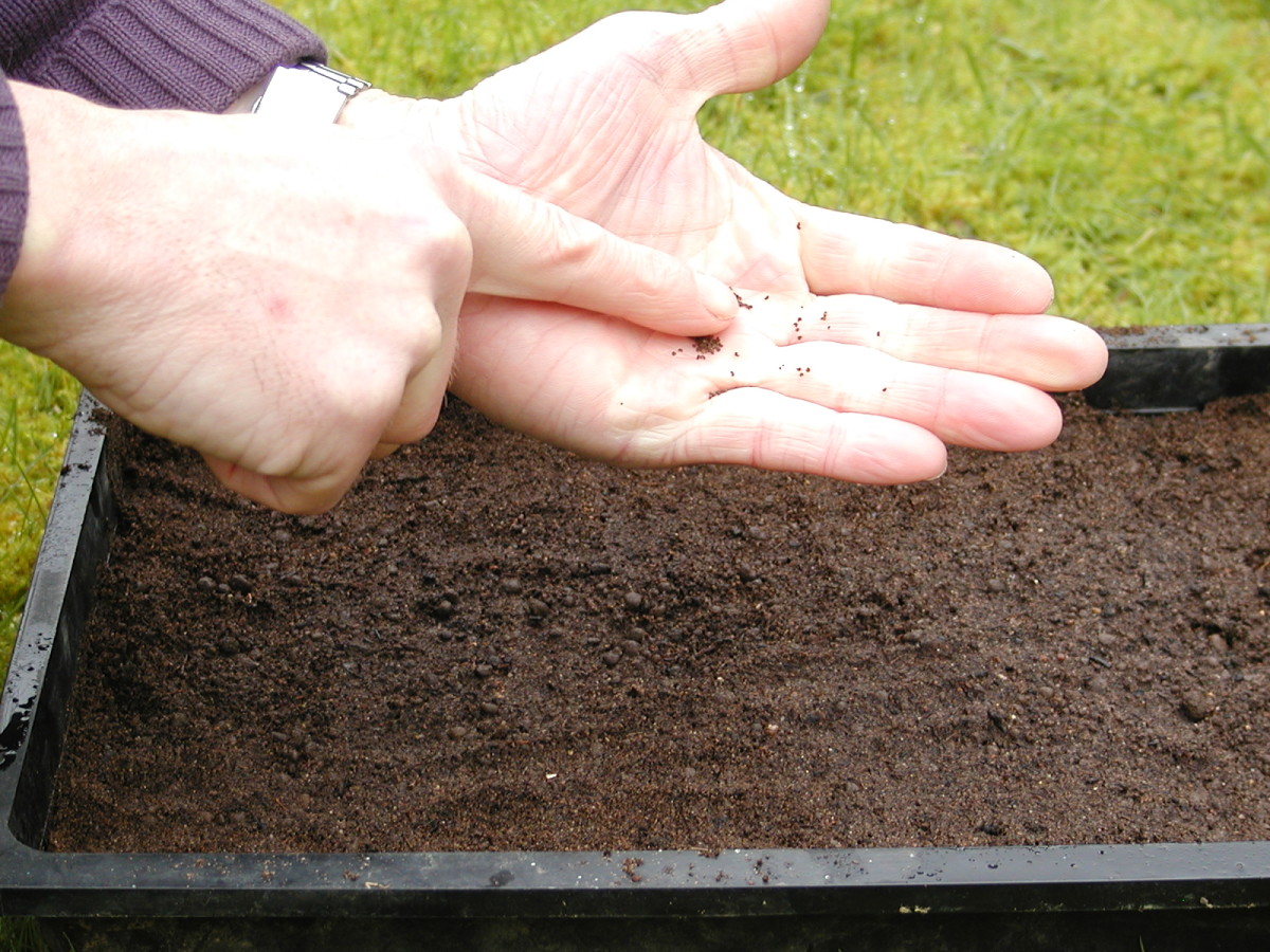 Sprinkle seeds evenly over the compost surface. Small seeds don't need to be covered. Larger seeds can be covered with a thin layer of compost.