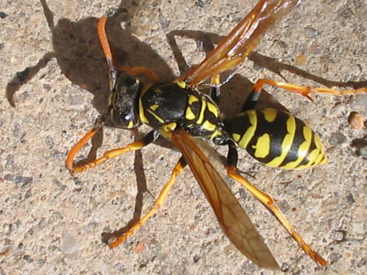 A yellow jacket wasp, with its yellow and black body, long and skinny wings, legs, body, and antennae. 