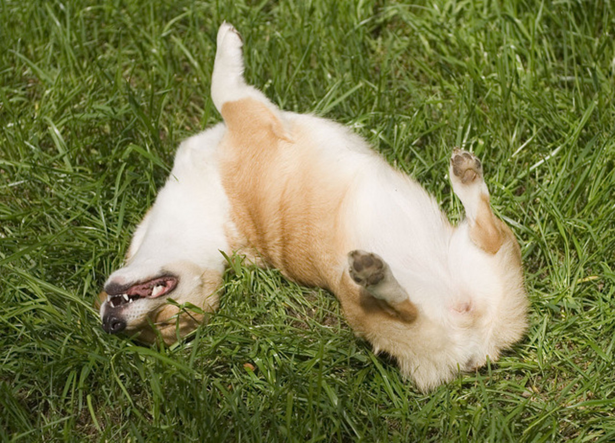 Why do dogs roll in stinky stuff?