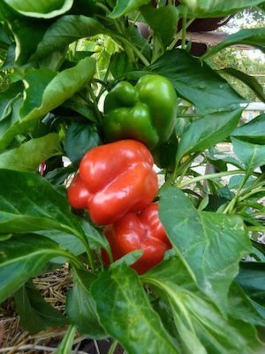 Big, juicy, thick walled bell peppers are tasty served green or let them ripen to red for a sweeter flavor.