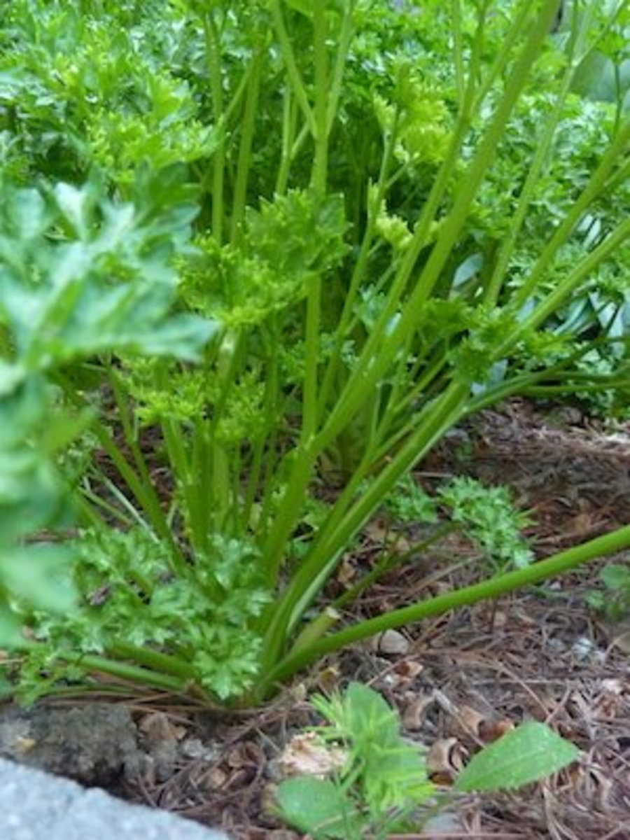 When it comes to parsley, curly or flat leaf is the gardener's choice. Most people can't tell the difference in a blind taste testing. Grow both and taste test for yourself. 