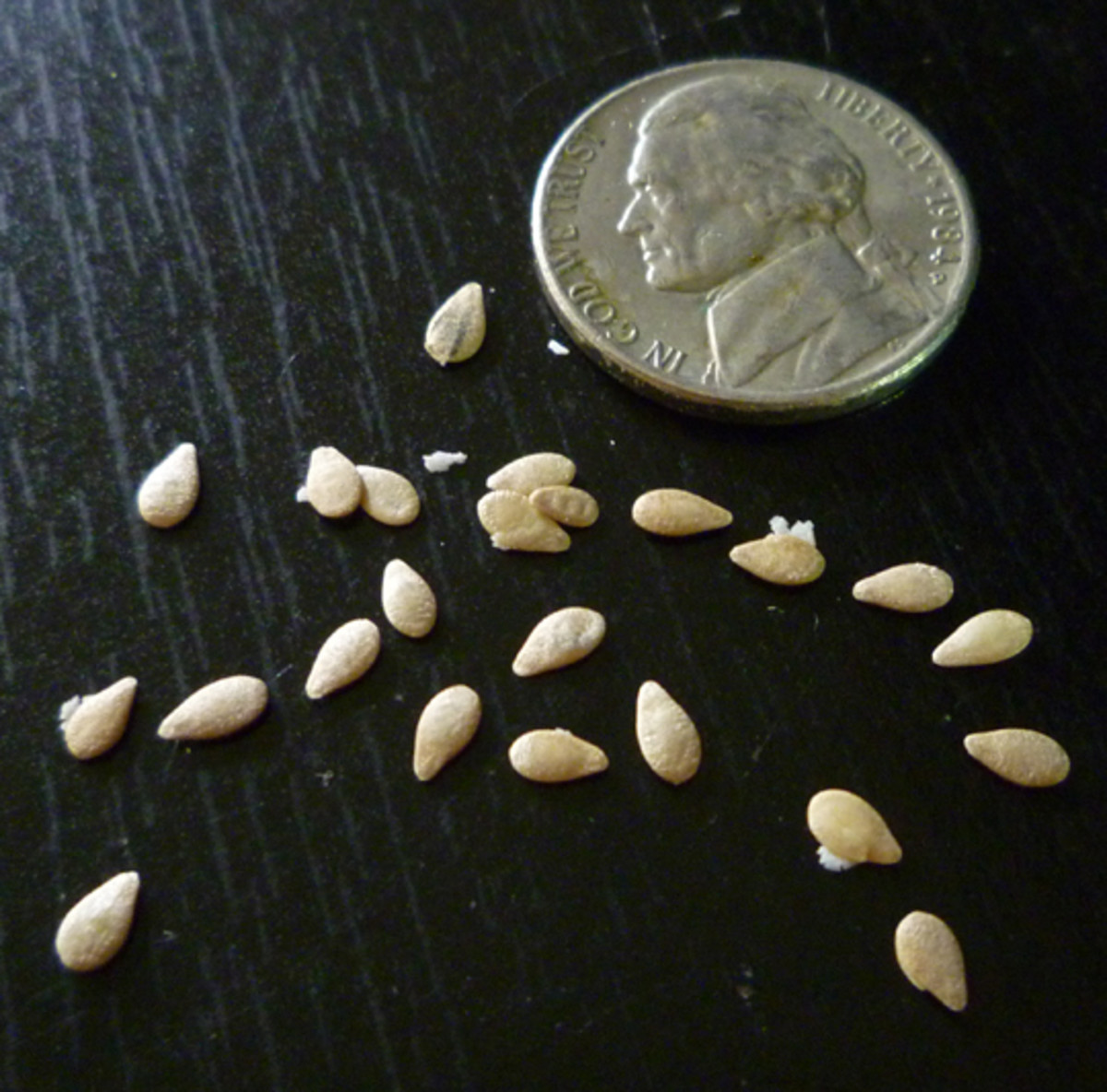 Mouse melon seeds. Small fruits means small seeds!