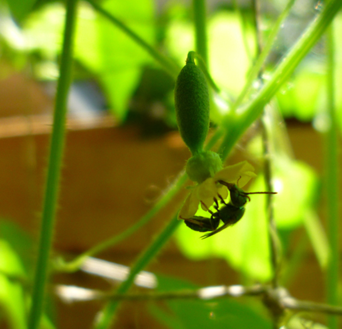 How to Grow Mouse Melons (aka Cucamelons) Dengarden