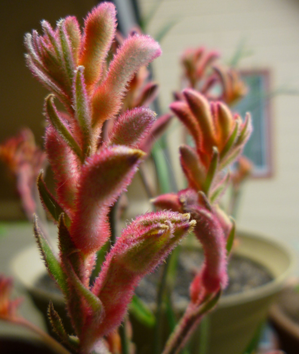 This article teach you how to grow and care for kangaroo paw plants