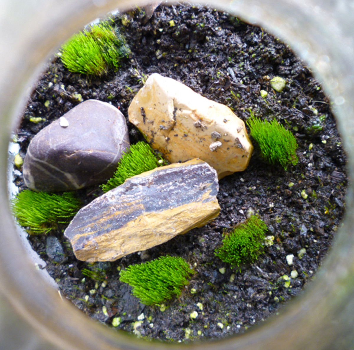 how-to-make-a-terrarium-in-a-jar