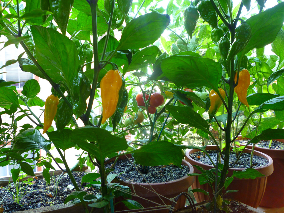 Grow Fatalii Peppers