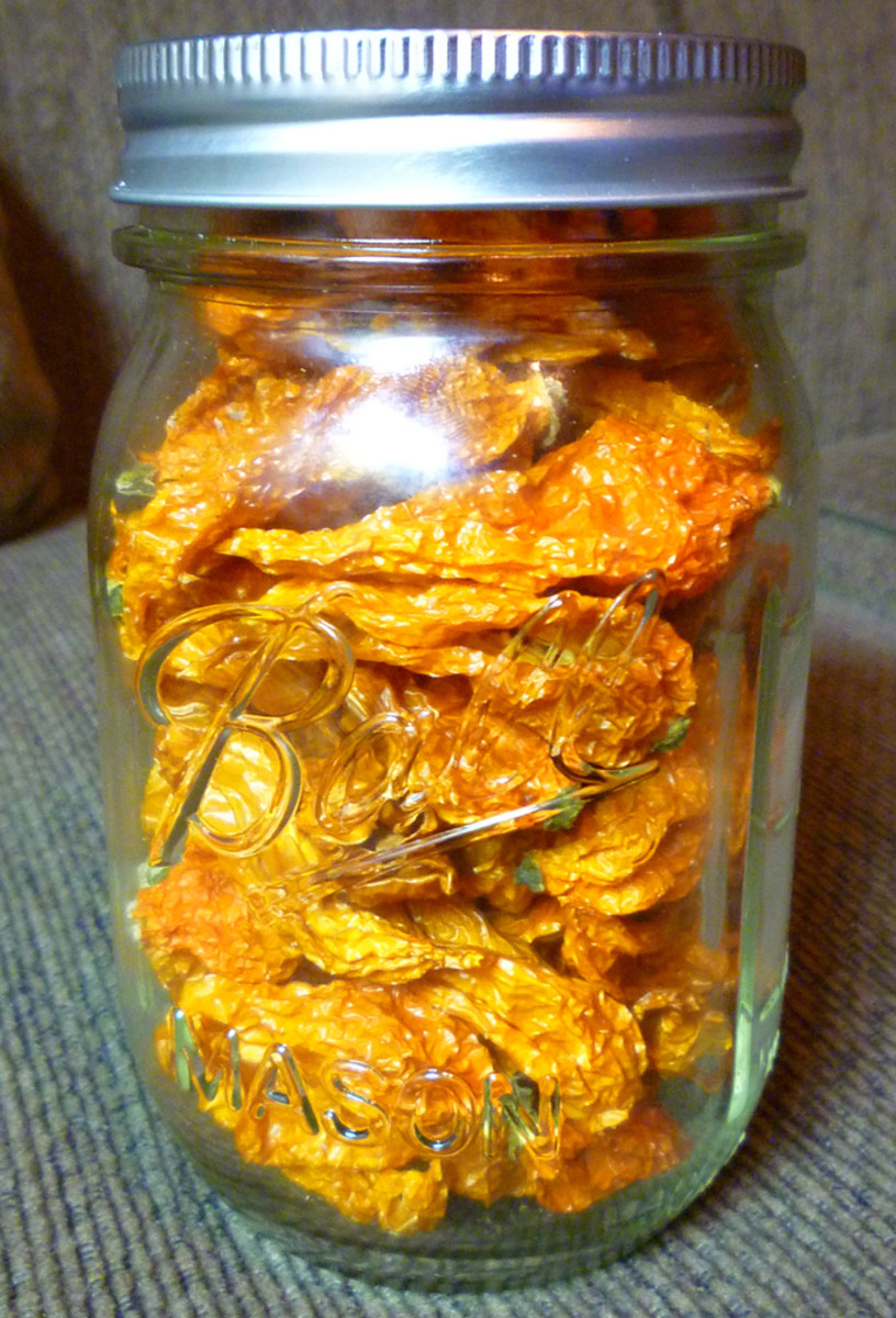 Dried Fatalii peppers. Besides using many fresh for hot sauces, I was still able to dry enough chilies to fill a couple large mason jars!