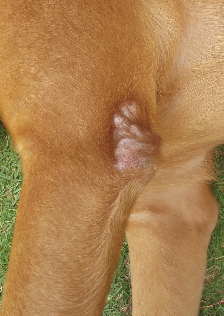 An elbow callus may keep your dog from developing a hygroma.