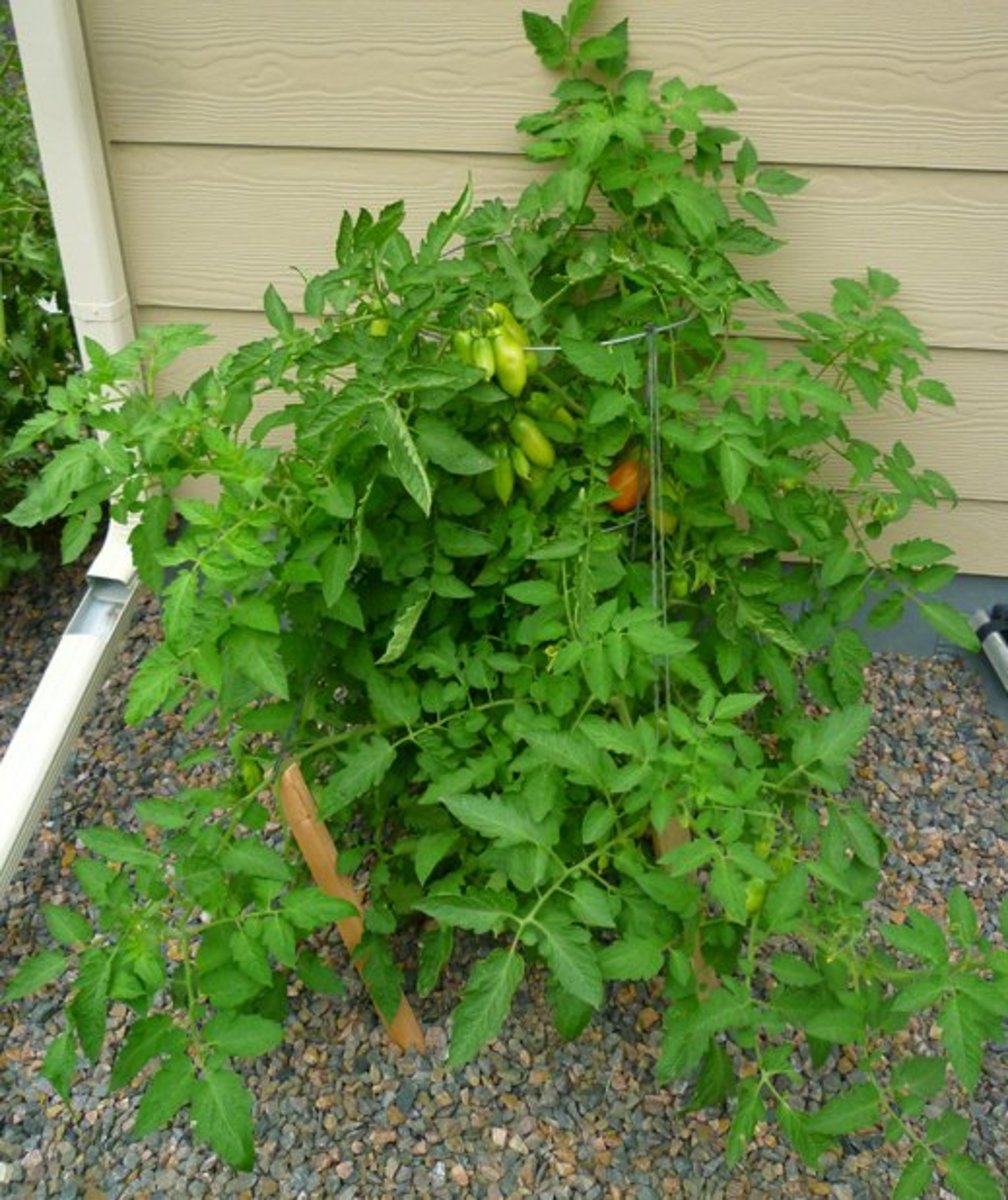 This San Marzano tomato plant was grown in a sunken, 5-gallon container with the bottom removed to allow the plant to reach its roots deep into the ground. As a result, it was highly productive throughout the 2013 season.