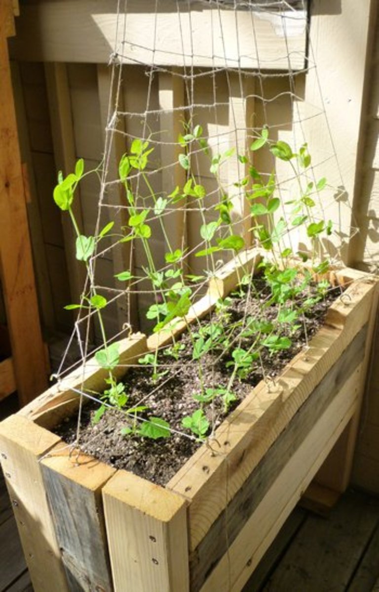 Patio grown Alaskan Early peas 2013. The trellis pictured was made from hemp twine to ensure strength and durability without the bulkiness.